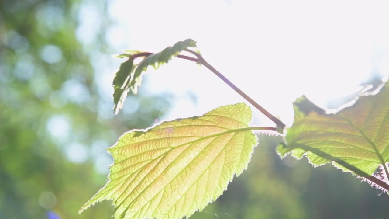 枫叶在阳光下翩翩起舞的特写慢动作视频下载