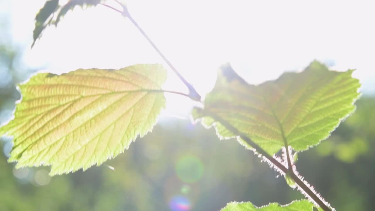 枫叶在阳光下翩翩起舞的特写慢动作视频下载