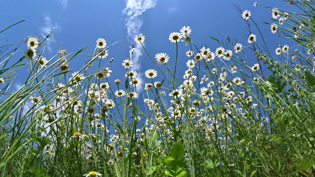 草地上的野花——雏菊。视频下载