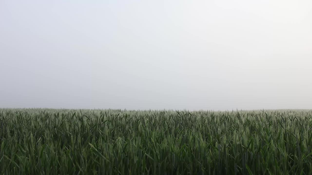 一个背着双肩包的男人在雾蒙蒙的麦田里漫步。捷克景观视频素材