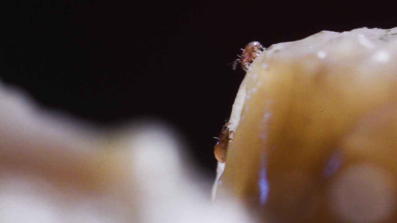 螨虫，蜘蛛视频素材
