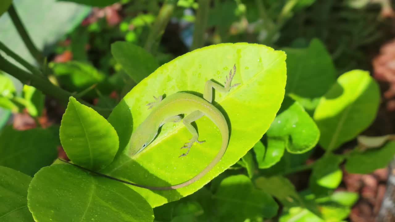 绿蜥蜴在舔叶子上的水滴视频下载