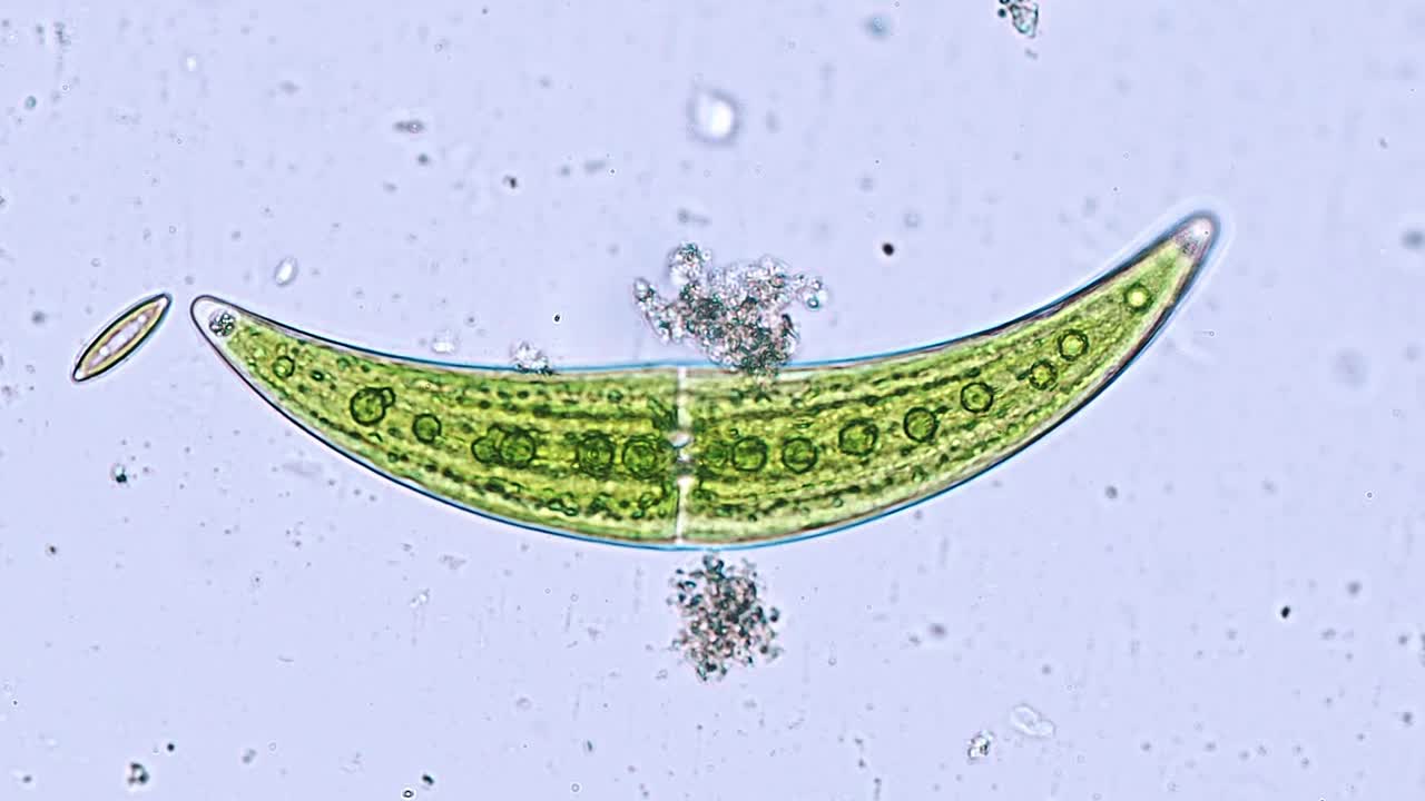 淡水Closterium藻类(单细胞绿藻)-光学显微镜x400放大视频素材