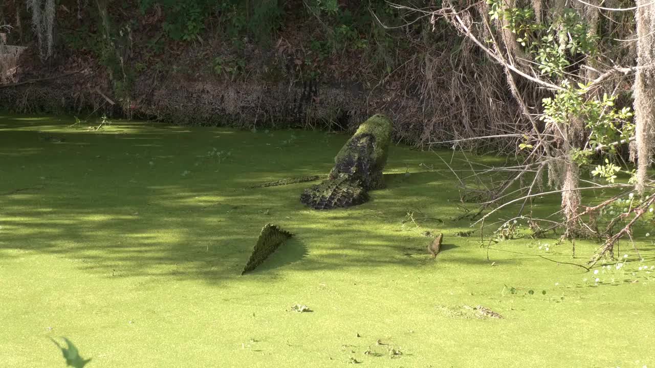 大型美洲鳄在佛罗里达沼泽咆哮视频下载