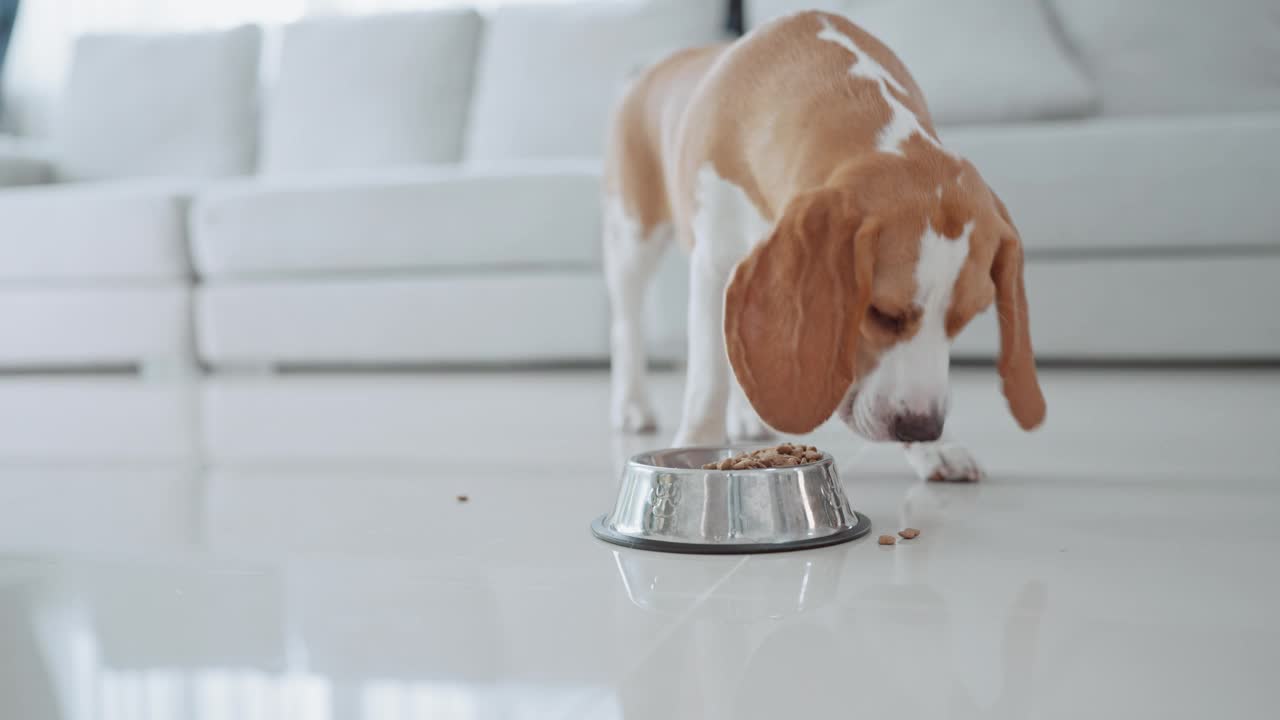 一只可爱的小猎犬小狗在房子地板上的碗里吃东西。萌宠概念视频素材