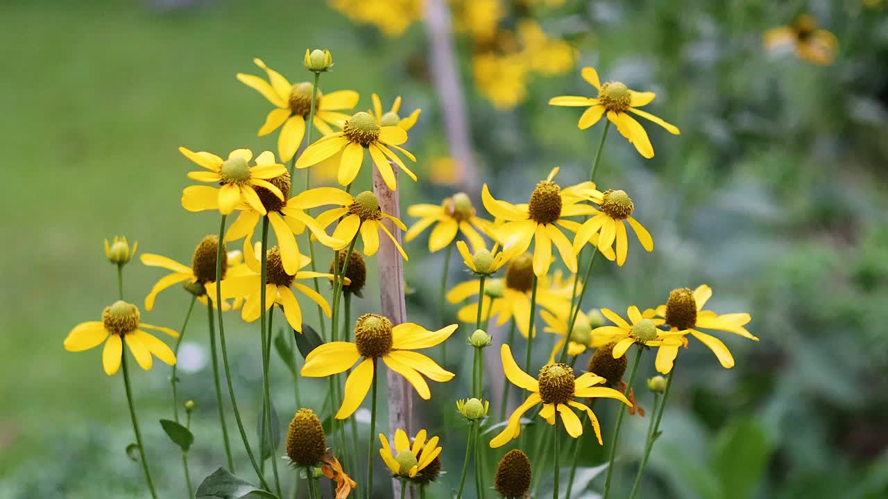 花园里盛开的黄花视频素材