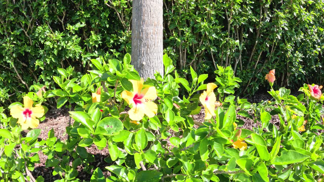 芙蓉花上的蝴蝶视频素材