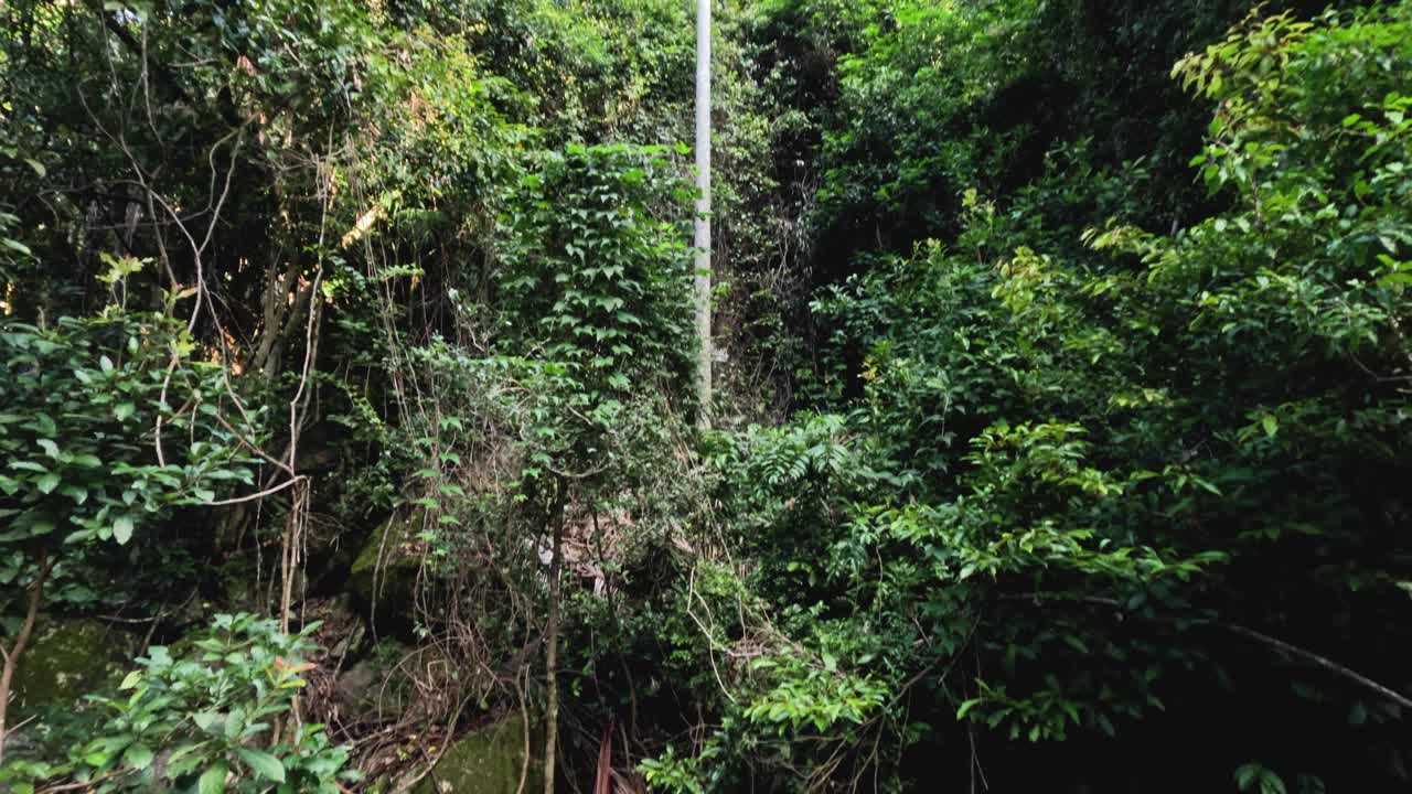 Tamborine山的森林冠层视频素材