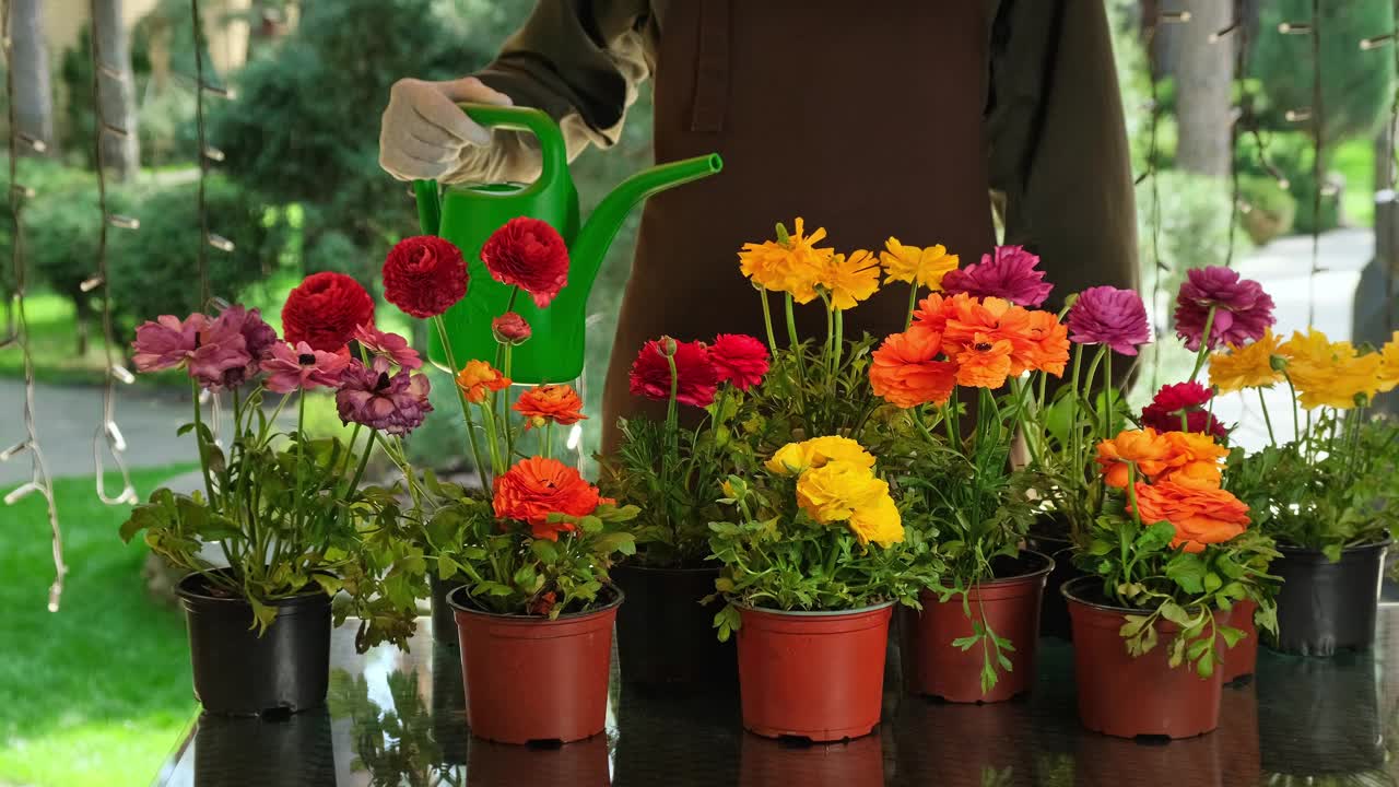 用喷壶浇毛茛花。园丁用水壶浇灌花园毛茛花，照顾植物视频素材