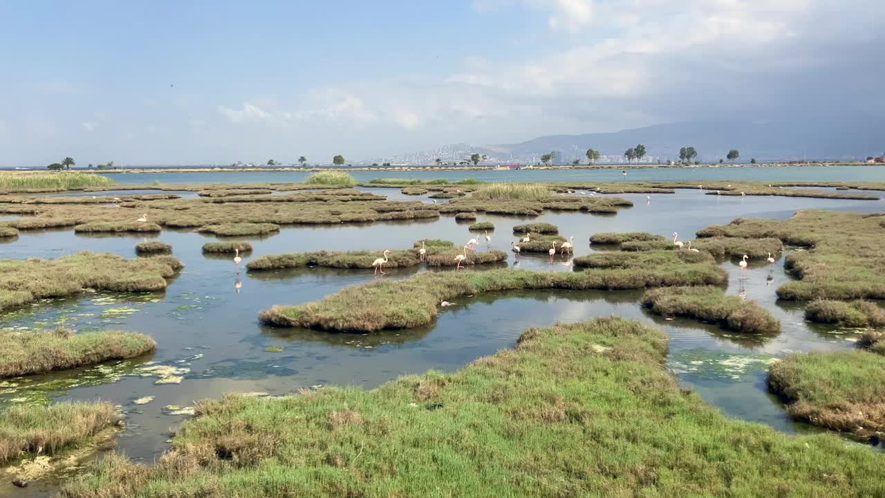 湿地上的火烈鸟群视频下载