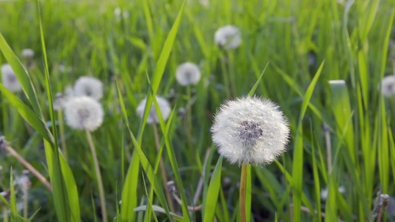 蒲公英在风中摇摆，蒲公英在自然环境中的特写视频下载