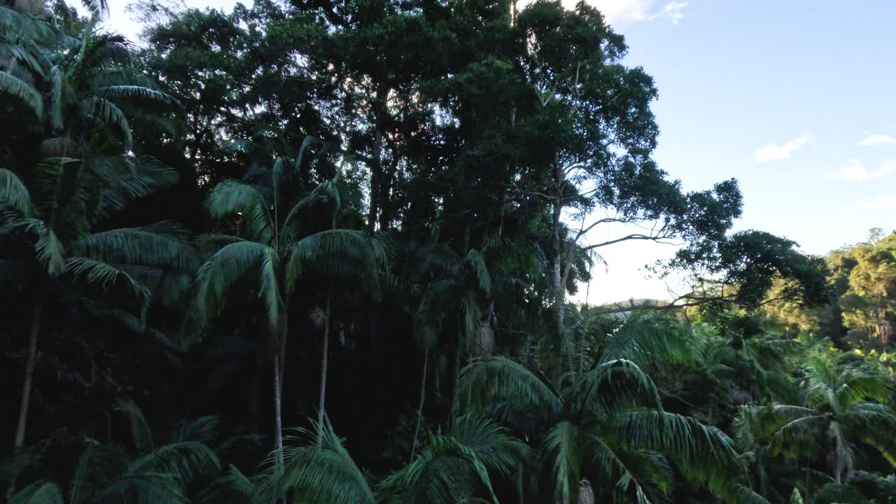 铃鼓山森林溪视频素材