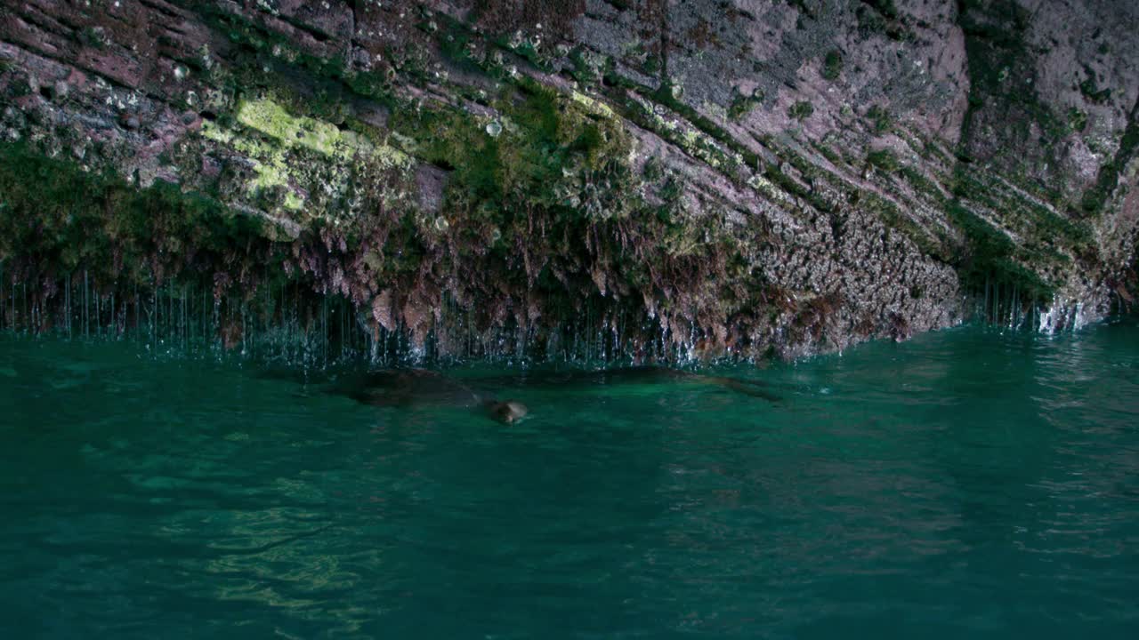 海狮漂浮在海底洞穴的水面上。视频素材