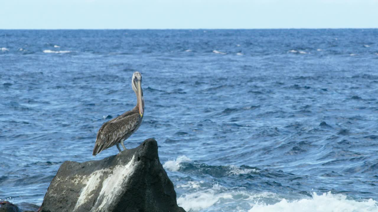 Galápagos棕色鹈鹕栖息在太平洋海浪的海景。视频素材