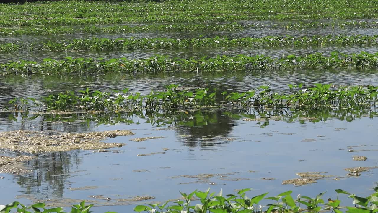 农民种植的水牵牛花或水牵牛花在蔬菜市场上出售是有机的，可以安全烹饪。它可以做成很多种食物。它是一种营养丰富的新鲜蔬菜。视频下载