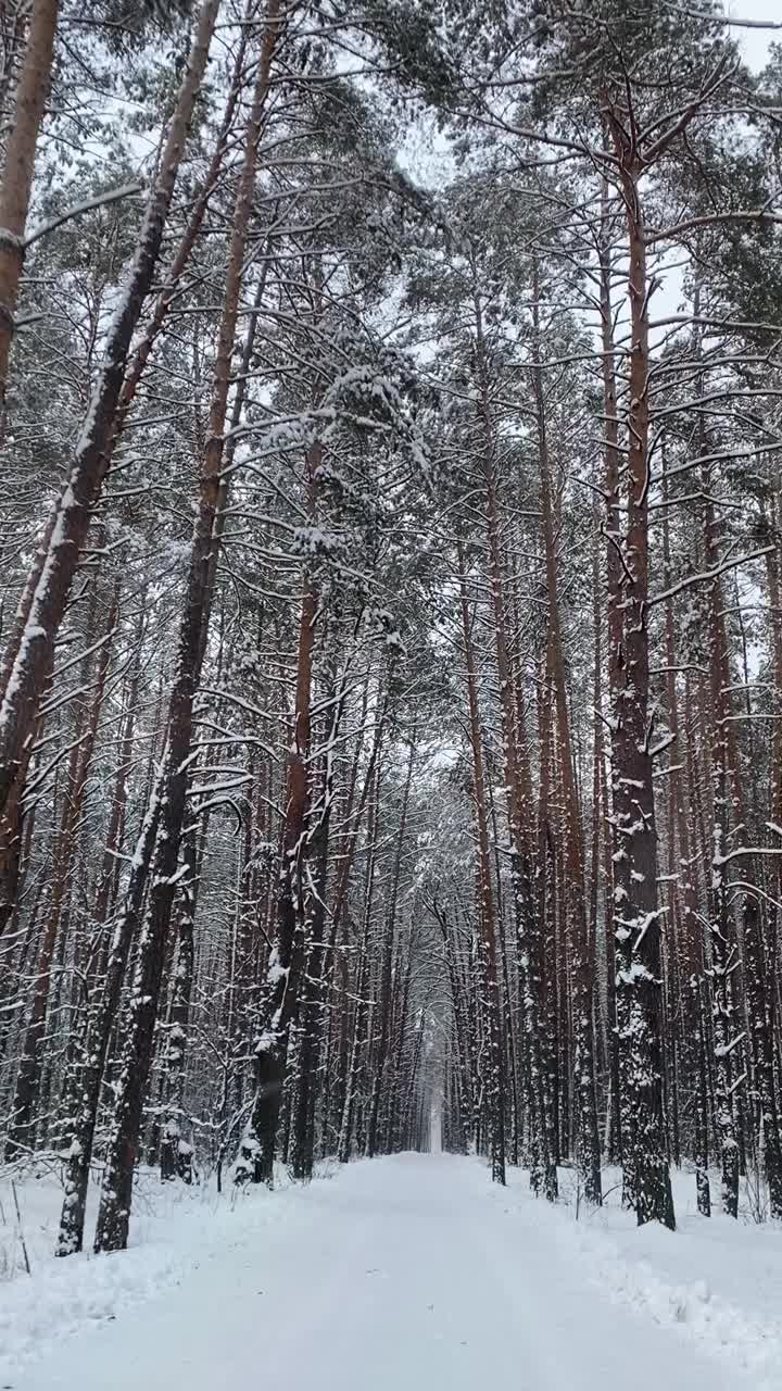 缓慢地穿过被雪覆盖的冷杉树隧道视频下载