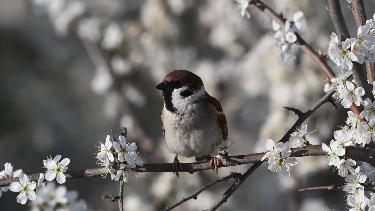 欧亚树雀，Passer montanus。在野外视频素材