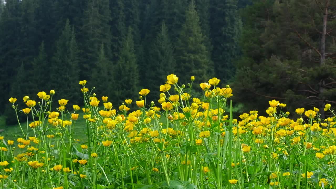 一大片美丽的野生黄色毛茛花空地，靠近春天山上的云杉林。视频下载