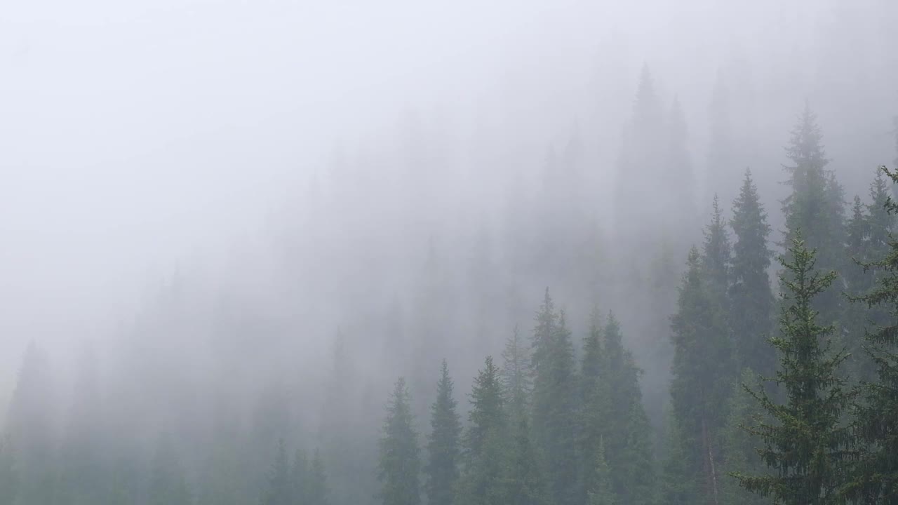 大雨倾盆，笼罩着杉木林的薄雾山间。视频素材