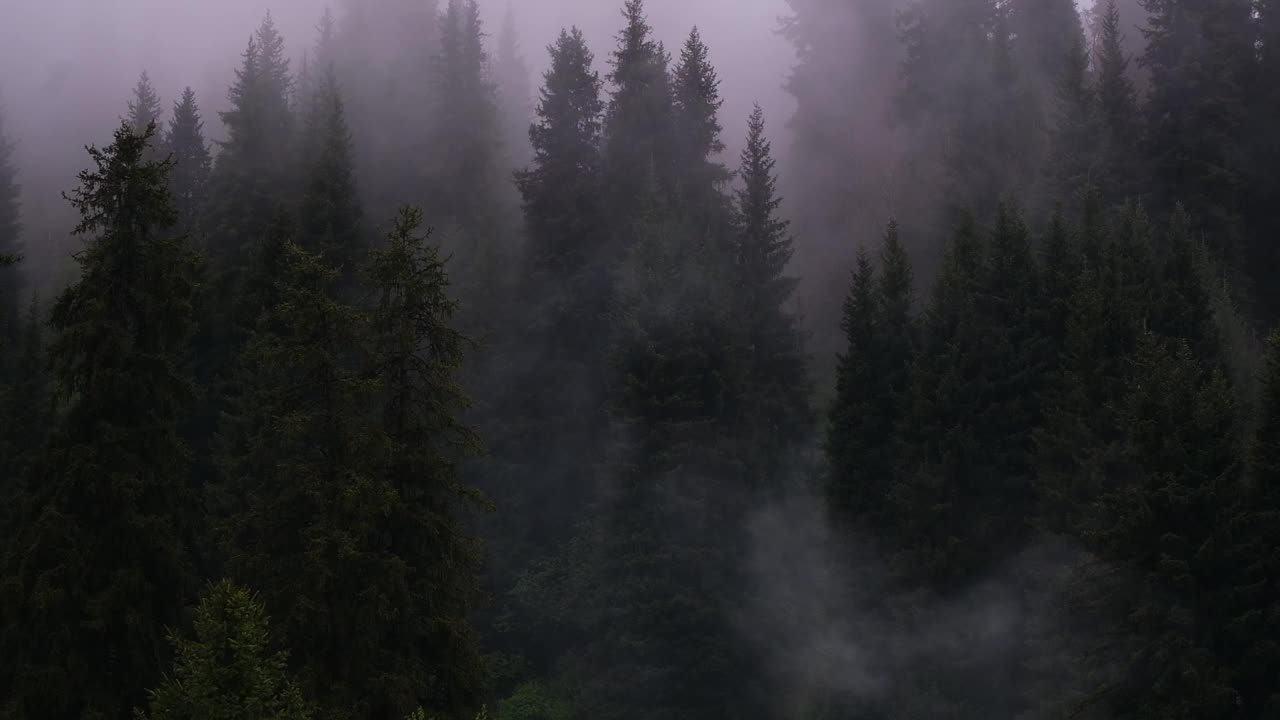 浓雾在阴暗潮湿的山区云杉林中的树丛间飘浮视频素材