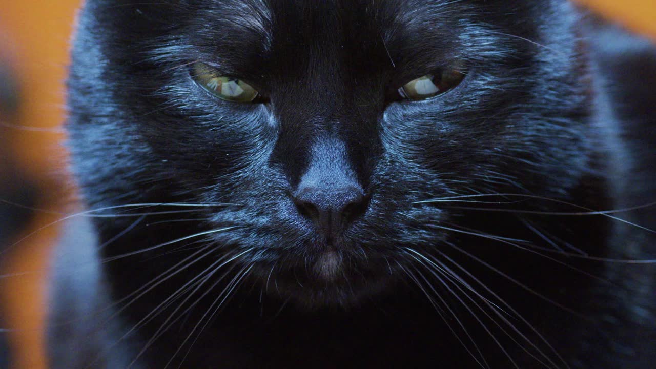 黑猫和黄眼睛视频素材