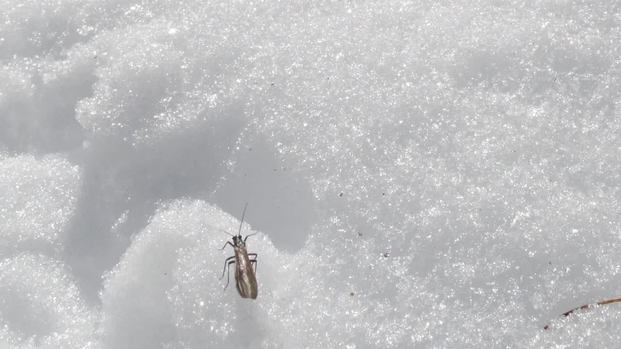 雪上的球蛾，毛翅目视频素材