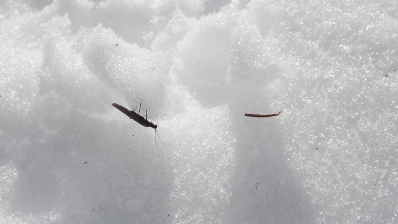 雪上的球蛾，毛翅目视频下载