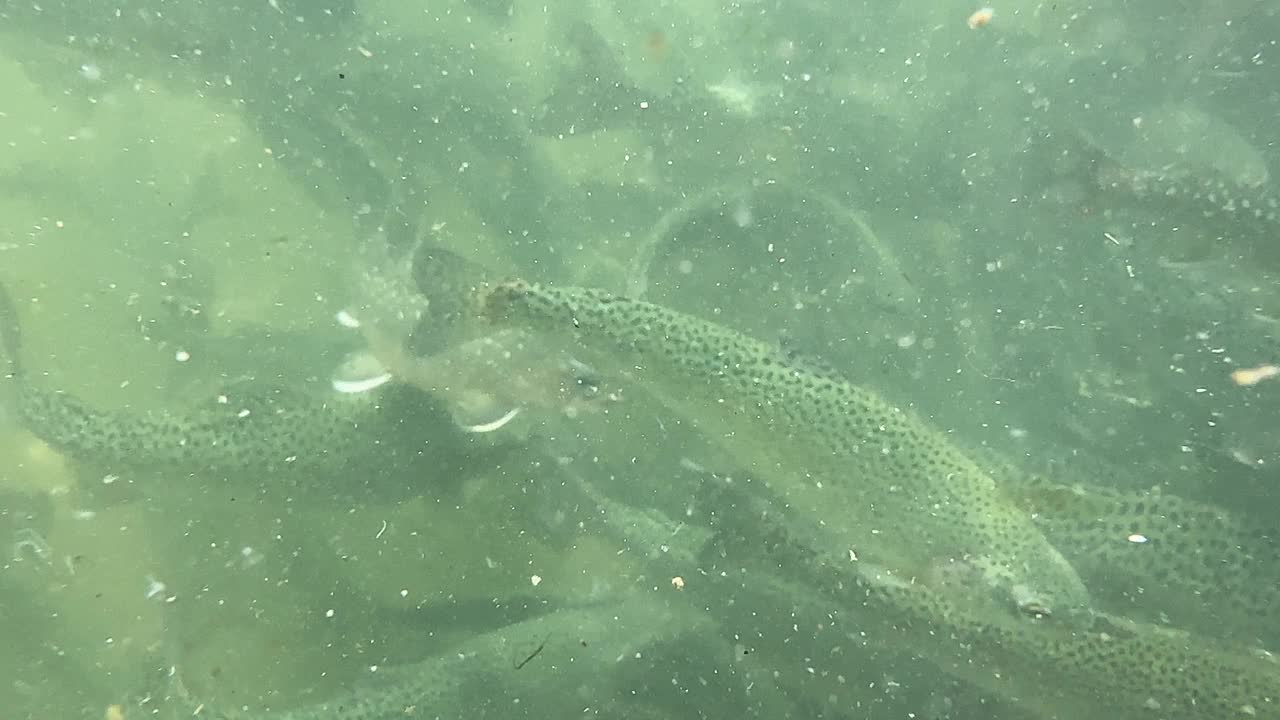 令人惊叹的水下虹鳟鱼特写。视频素材