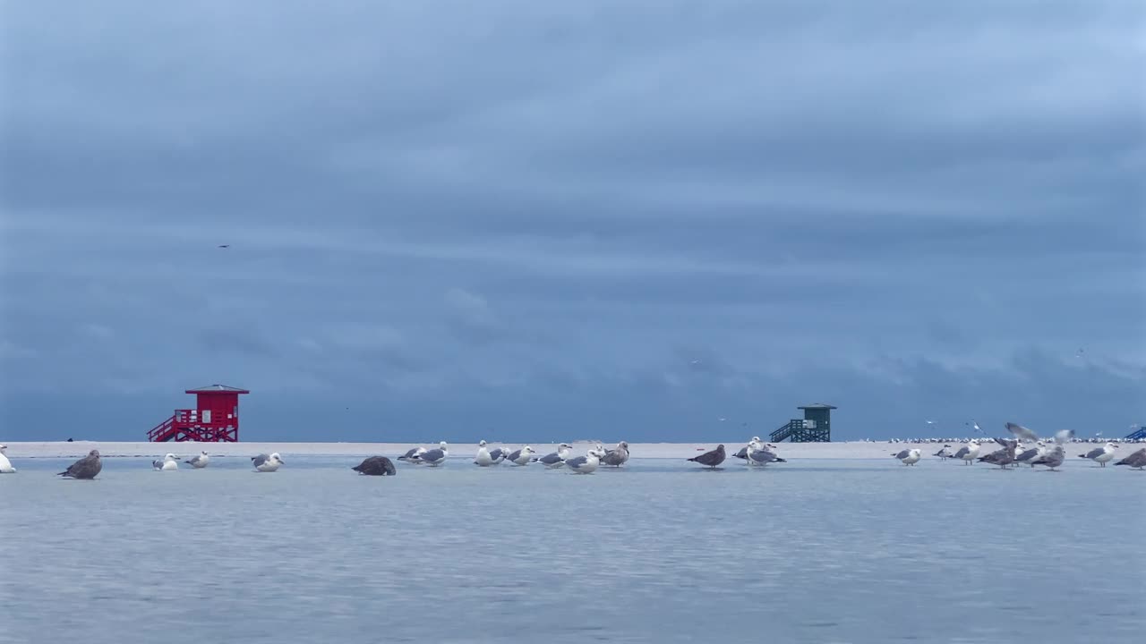 清晨在热带海滩上的一群海鸥视频素材