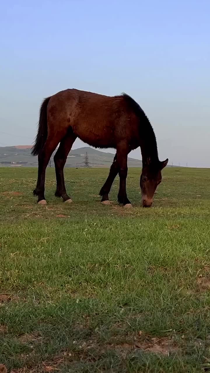 全身黑褐色的马在山坡上吃青草视频素材