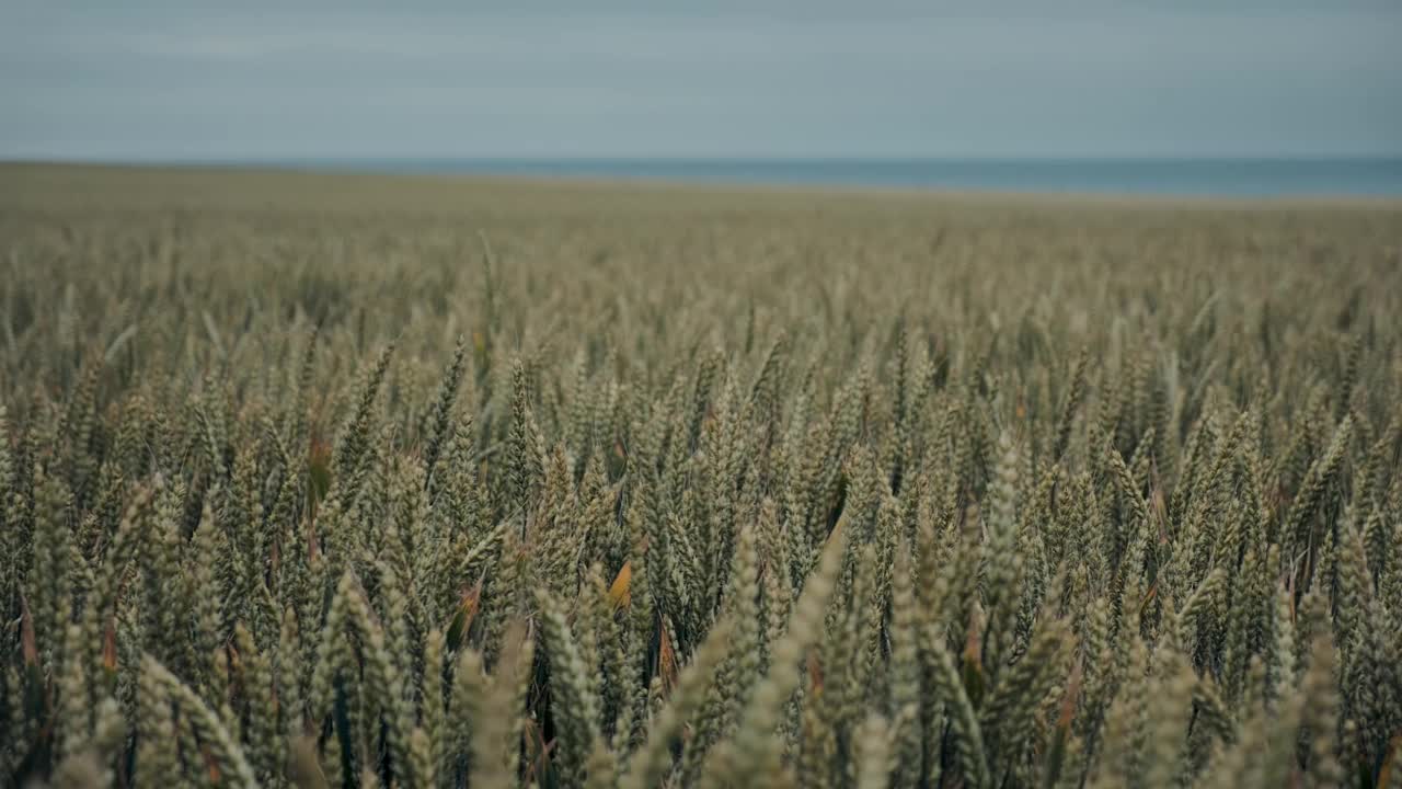 宁静的麦田:谷物的平静波浪视频素材