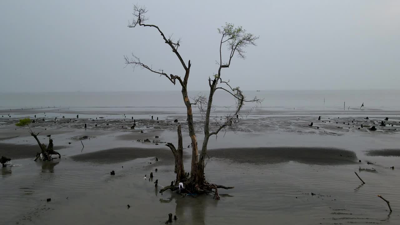 退潮时，一棵孤零零的红树矗立在宁静的海岸上，暴风雨过后，灰暗的天空视频素材