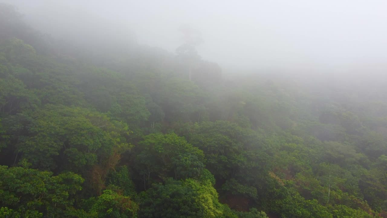 在哥伦比亚的圣玛尔塔，被雾笼罩的山坡上有郁郁葱葱的植物视频素材