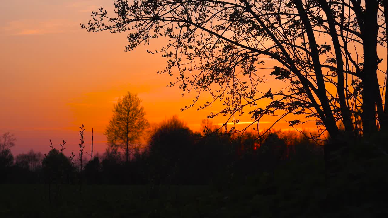 平静的深黄色夕阳天空与树枝剪影在风中飘动，拉脱维亚视频素材