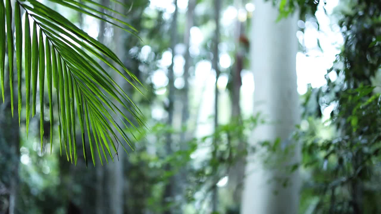 坦伯林山的森林溪视频素材