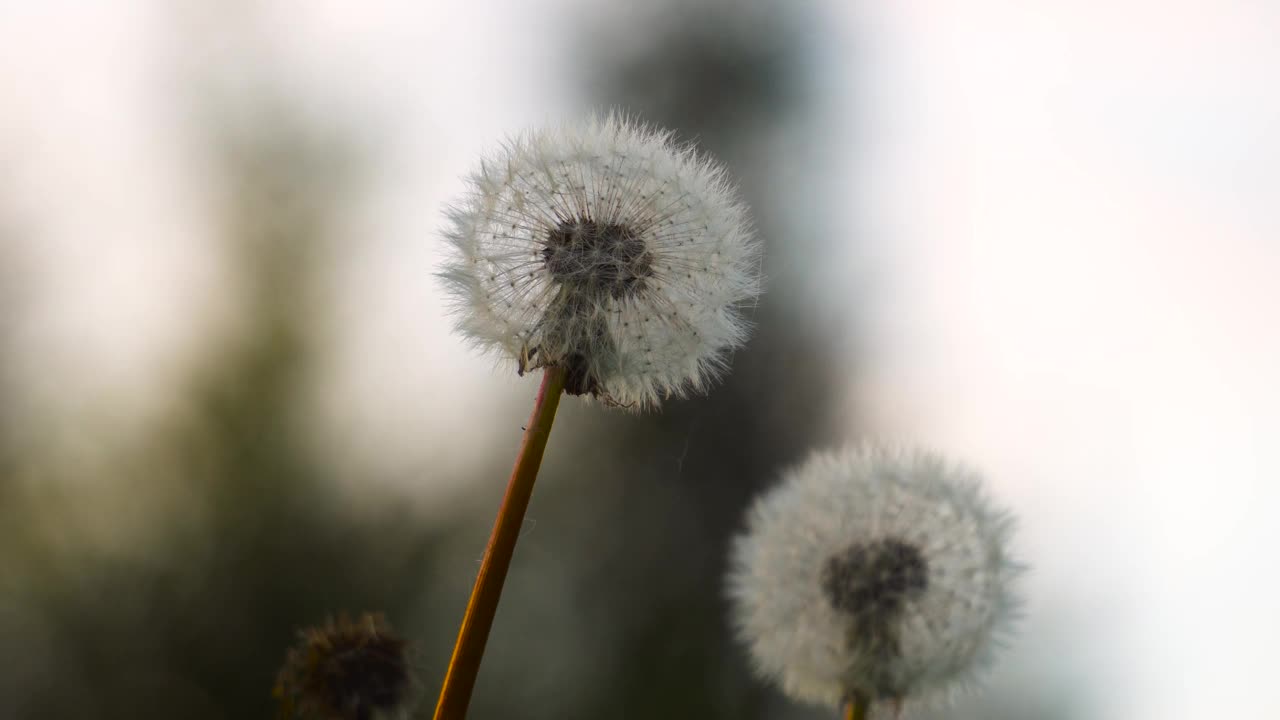 蒲公英与小花种子在花头和散景背景，拉脱维亚视频素材