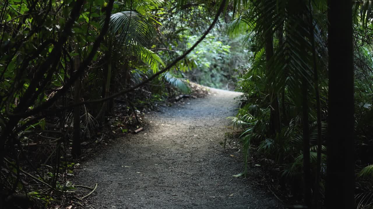 Tamborine山的森林小径视频素材