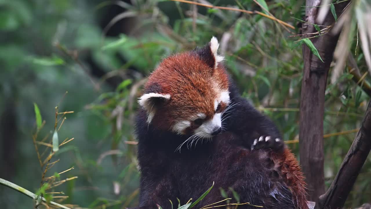 丛林里的小熊猫视频素材