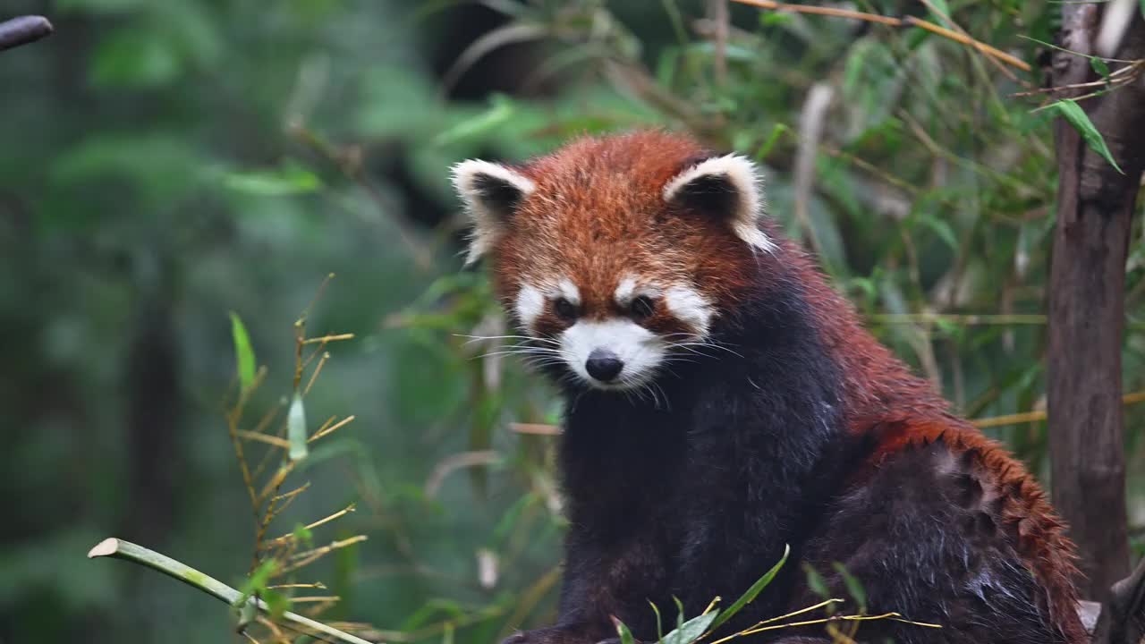 丛林里的小熊猫视频素材