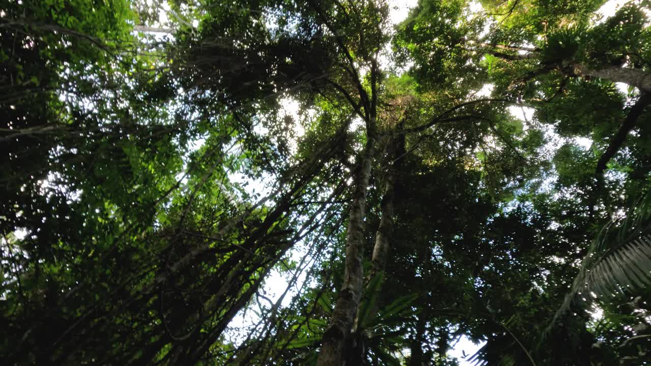 Tamborine山的森林冠层视频素材