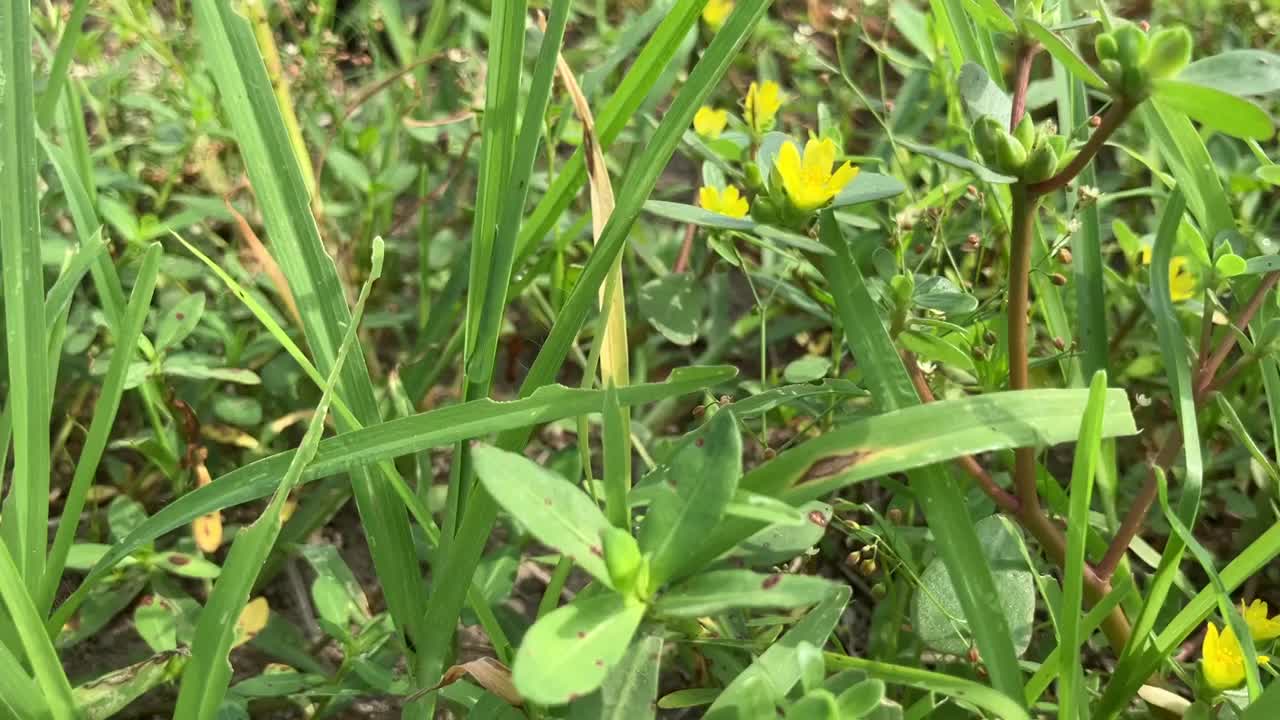 马齿苋是马齿苋科开花植物的一个属，是马齿苋科的模式属。视频素材