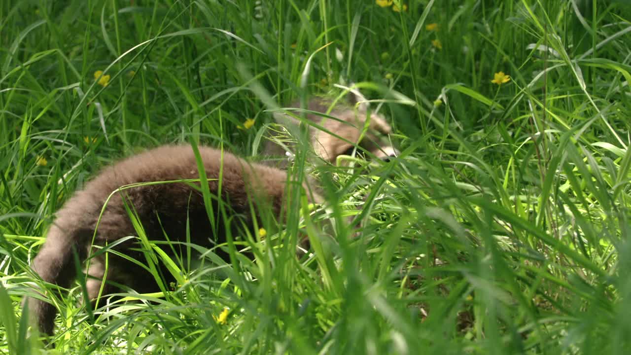 草丛中的小狐狸视频素材