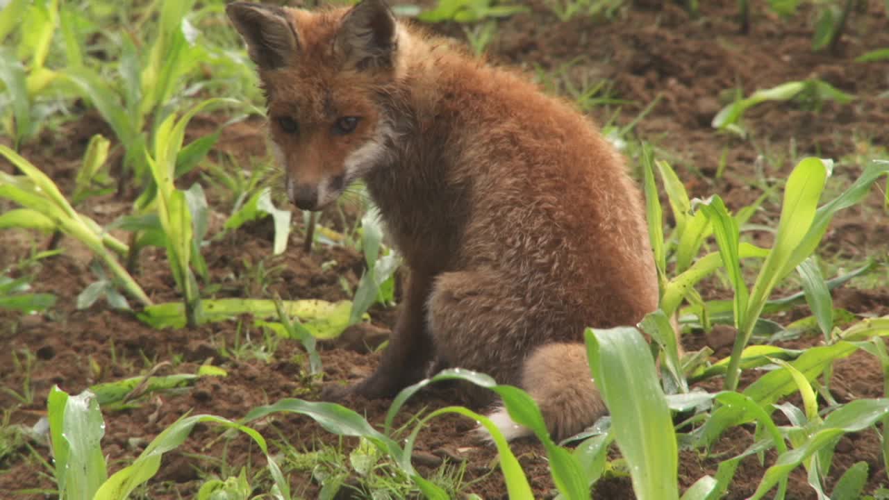 夏天，狐狸小狗在田野上玩耍视频素材