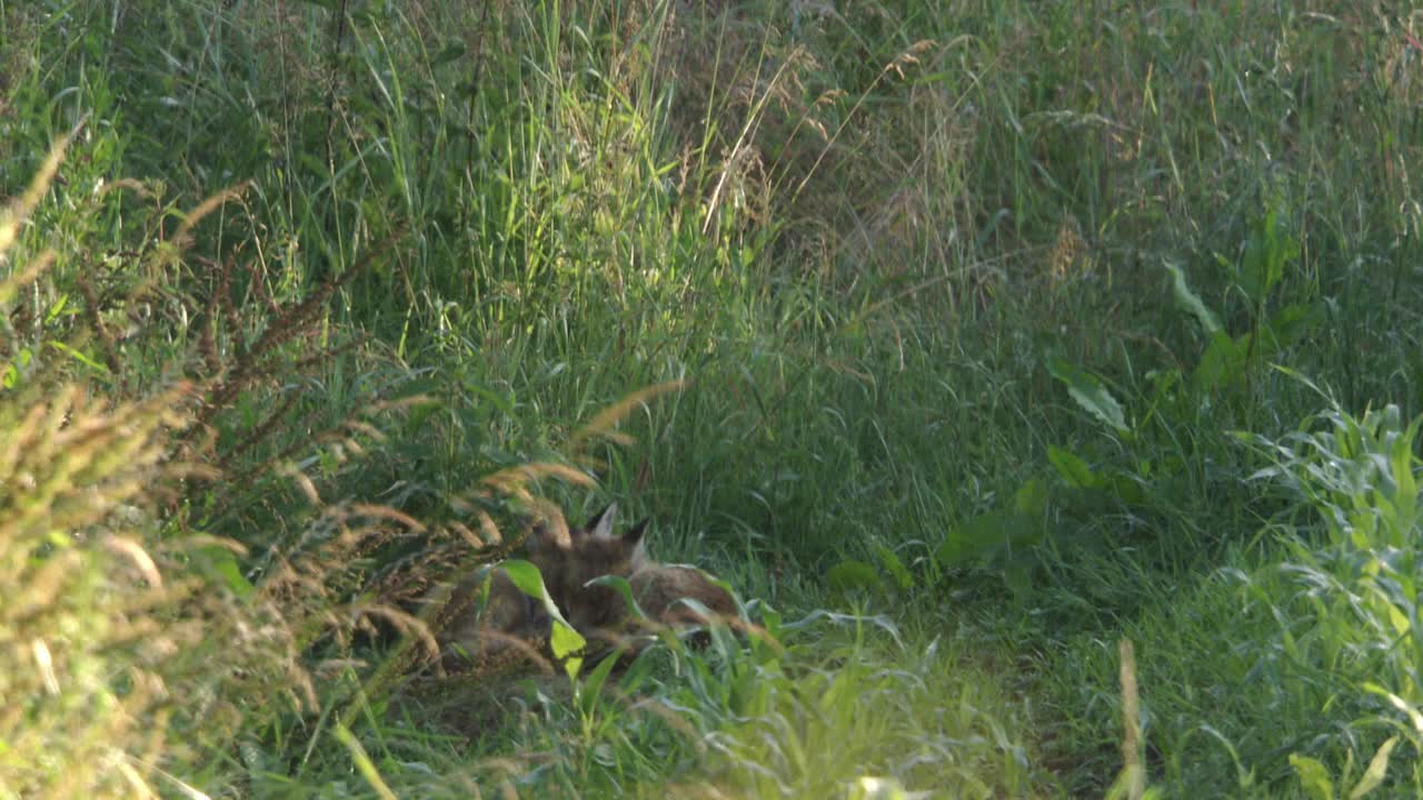 两只小狐狸一起躺在阳光下视频素材