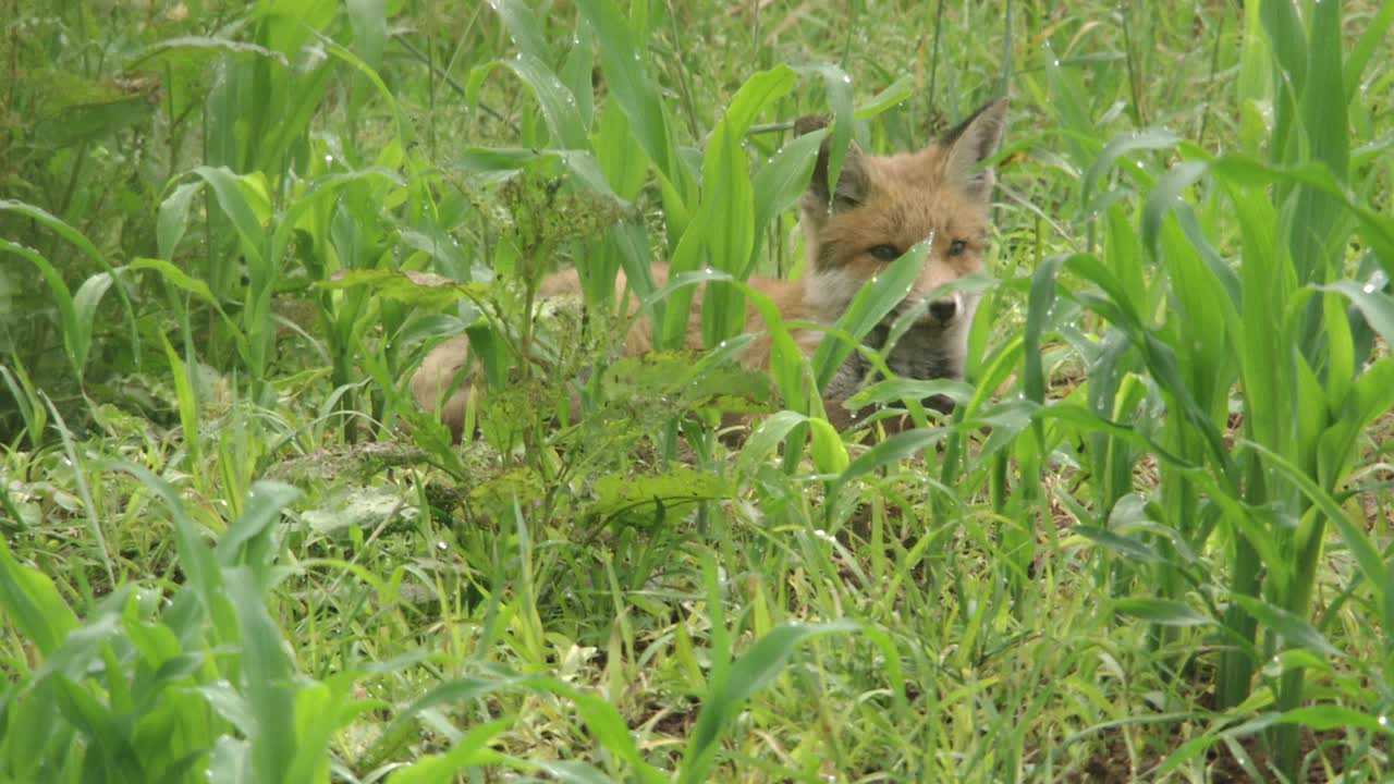 夏天，小狐狸在田野里睡觉视频素材