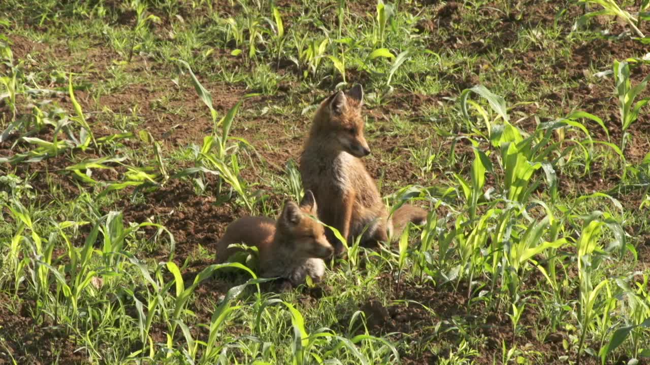 两只小狐狸一起躺在阳光下视频素材