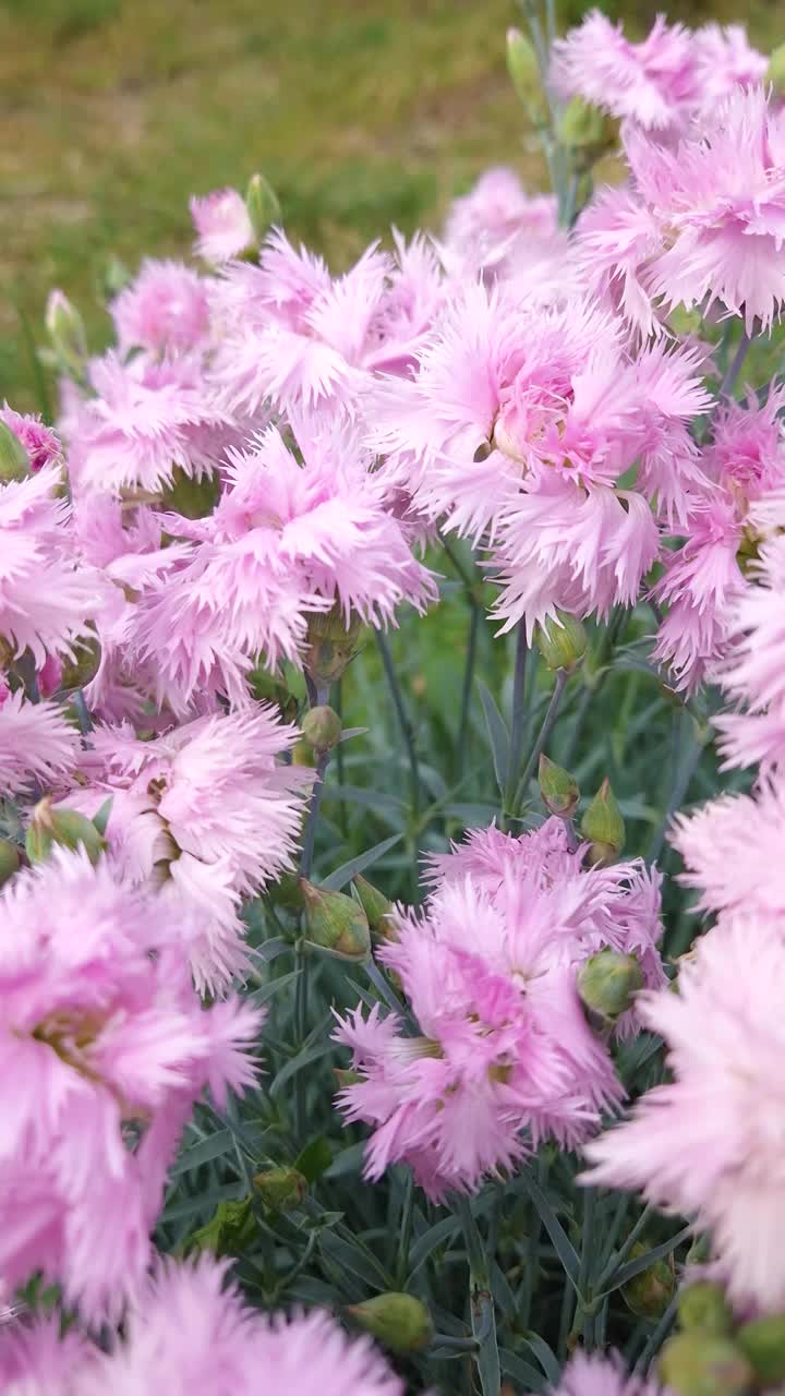 近景:花园中盛开的普通粉红色石竹花视频素材