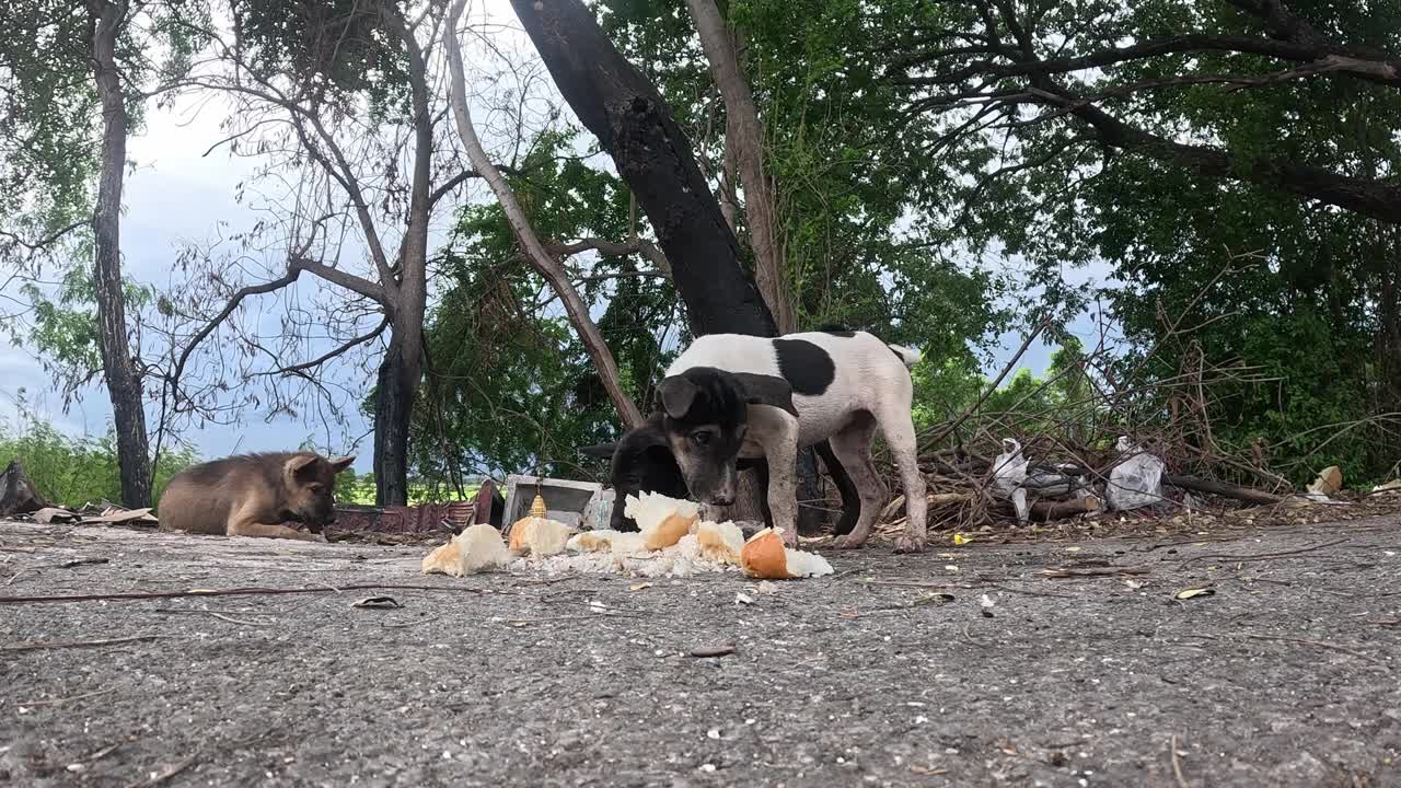 低角度拍摄的四只被遗弃的小狗饿着吃面包。视频下载