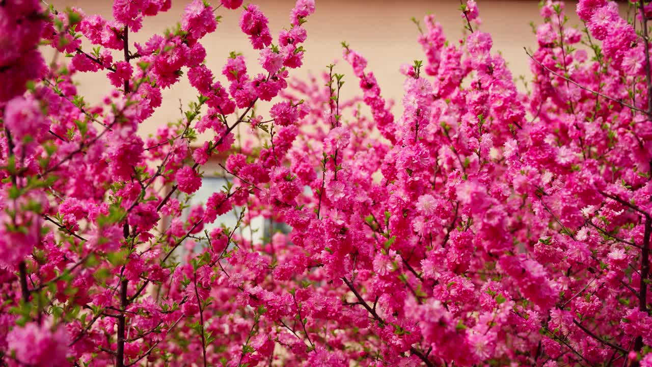 粉红色的花漂浮在空中视频素材