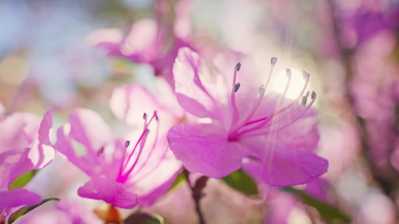 粉红色的花在树上的特写视频素材